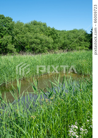 Sa玉縣北本市新鮮綠色北本自然觀察公園 Sa玉縣北本市新鮮綠色北本自然觀察公園 66009723