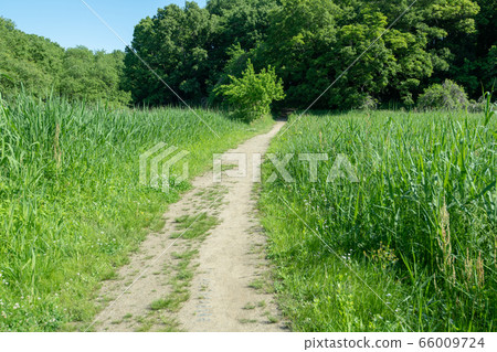 Sa玉縣北本市北本自然觀察公園新鮮的綠色長廊 66009724