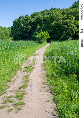 Sa玉縣北本市北本自然觀察公園新鮮的綠色長廊 Sa玉縣北本市北本自然觀察公園新鮮的綠色長廊 66009725