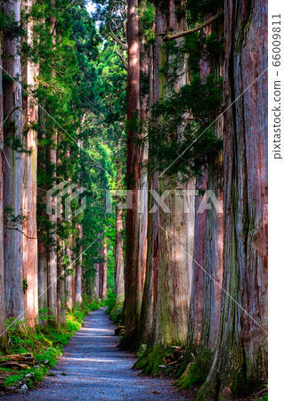 Togakushi Shrine / Okusha approach Togakushi Shrine / Okusha approach 66009811