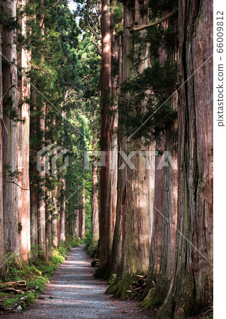 Togakushi Shrine / Okusha approach 66009812
