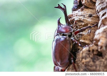 Beetle beetle 66009915
