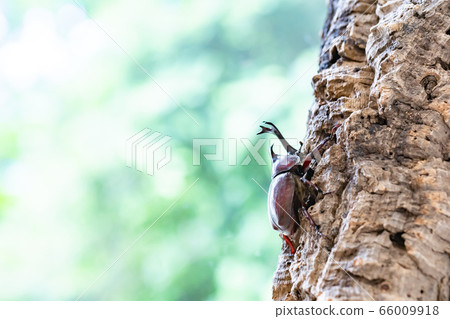 Beetle beetle 66009918
