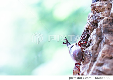 Beetle beetle 66009920