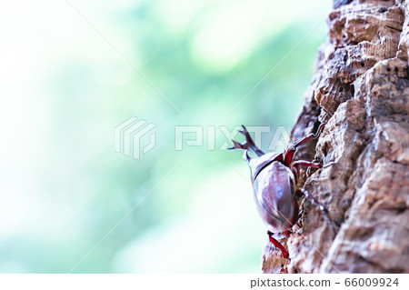 Beetle beetle 66009924