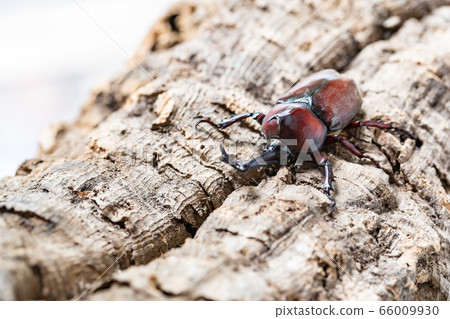 Beetle beetle 66009930