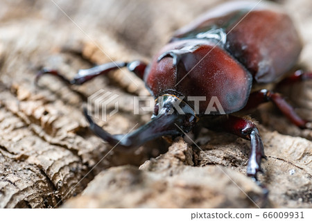 Beetle beetle Beetle beetle 66009931