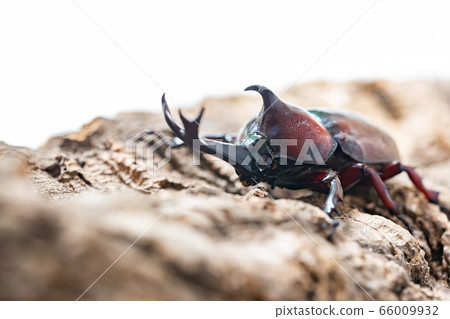 Beetle beetle 66009932