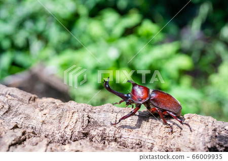 Beetle beetle Beetle beetle 66009935