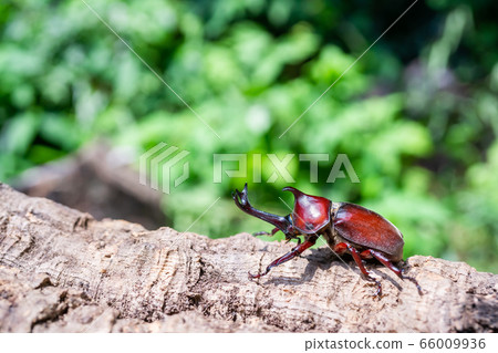 Beetle beetle 66009936