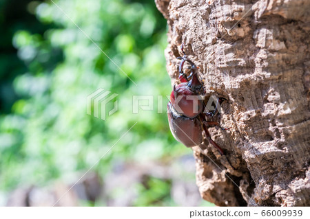 甲蟲 甲蟲 66009939