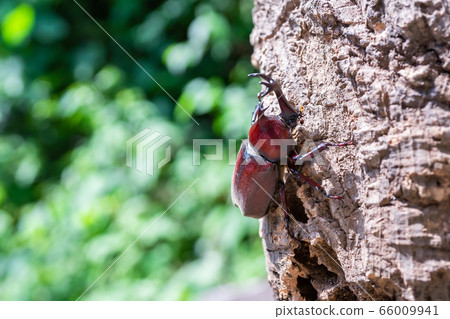 甲蟲 甲蟲 66009941