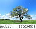 Harunire young leaf 66010504