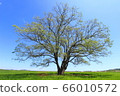 Harunire Tree 66010572