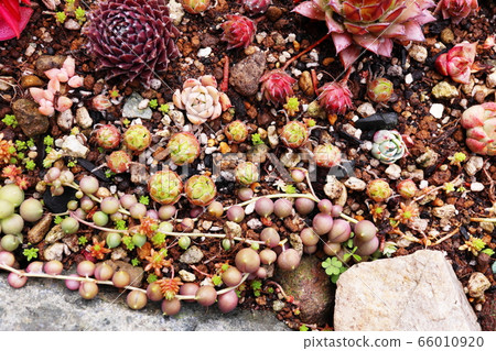 Garden succulents 66010920