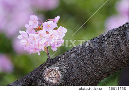 河津櫻花 河津櫻花 66011568