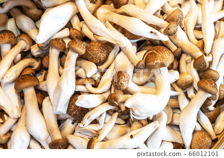 Mushroom Japanese delicious natural edible mushrooms Mushroom Japanese delicious natural edible mushrooms 66012101