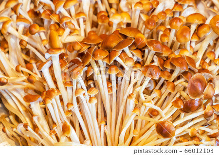 Mushroom Japanese delicious natural edible mushrooms Mushroom Japanese delicious natural edible mushrooms 66012103