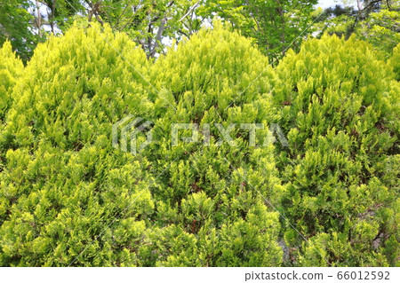 Konotegashiwa_Hedge 66012592