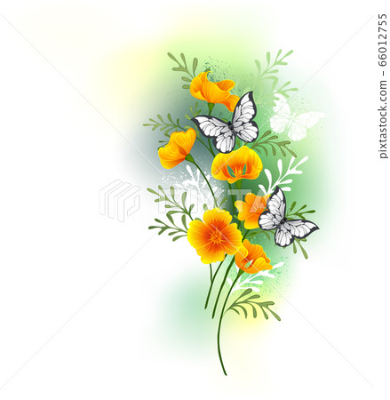California poppy with butterflies 66012755
