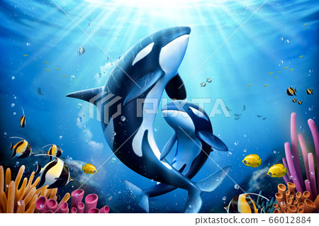 Killer whales family with coral Killer whales family with coral 66012884