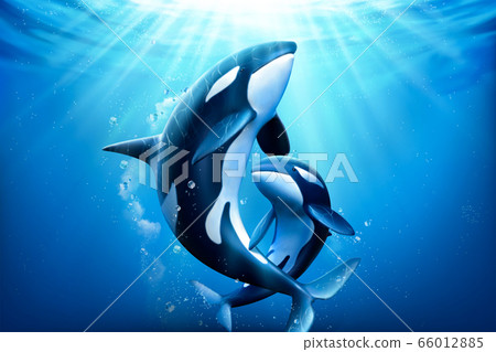 Adorable killer whales family 66012885