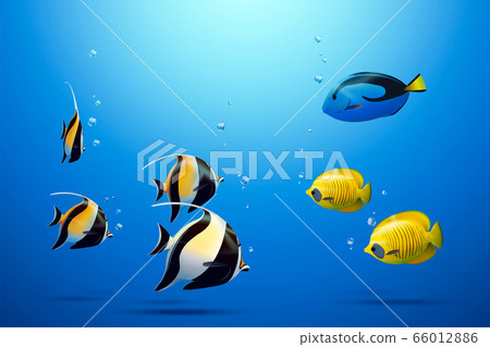 Three tropical fish 66012886
