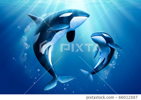 Adorable killer whales family 66012887