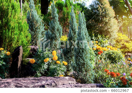 Pine tree in the garden. Pine tree in the garden. 66012967