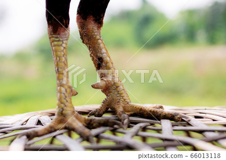 Legs of gamecocks in farm. Legs of gamecocks in farm. 66013118
