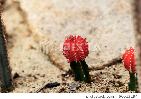 Cactus on ground in garden. Cactus on ground in garden. 66013194