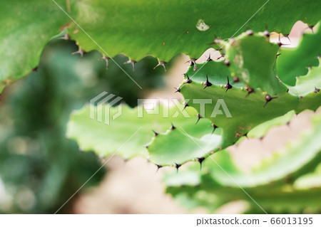 Cactus of spike. Cactus of spike. 66013195