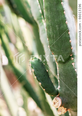 Cactus at sunlight. Cactus at sunlight. 66013196