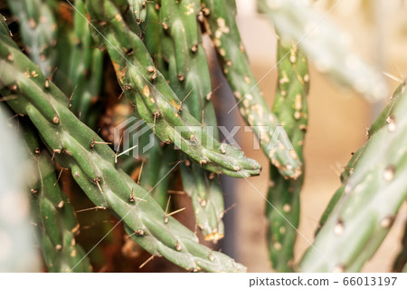 Cactus at sunlight of dry. Cactus at sunlight of dry. 66013197