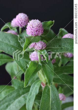 粉紅色的Sennichiko 66013545