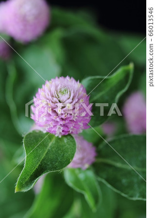 粉紅色的Sennichiko 66013546