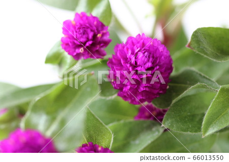 紫色Sennichiko 66013550