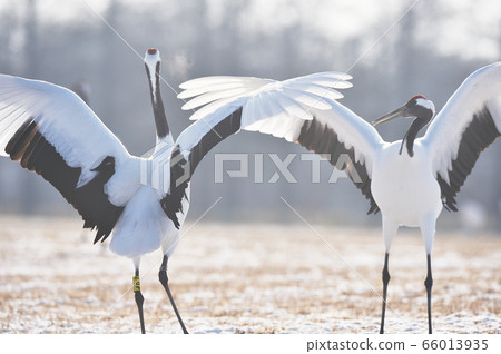 Dancing of cranes (Hokkaido, Tsurui) Dancing of cranes (Hokkaido, Tsurui) 66013935
