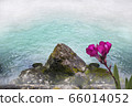 Oleander flower with leaves, rocky coast against the backdrop of a raging mountain river 66014052