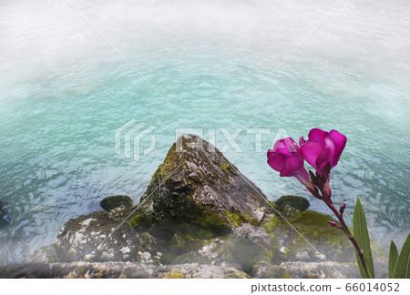 Oleander flower with leaves, rocky coast against the backdrop of a raging mountain river Oleander flower with leaves, rocky coast against the backdrop of a raging mountain river 66014052