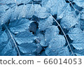Light Blue wet leaves with raindrops. Blue organic background. 66014053