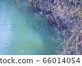 A family of ducks swims in a transparent turquoise river 66014054