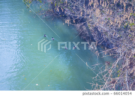 A family of ducks swims in a transparent turquoise river A family of ducks swims in a transparent turquoise river 66014054