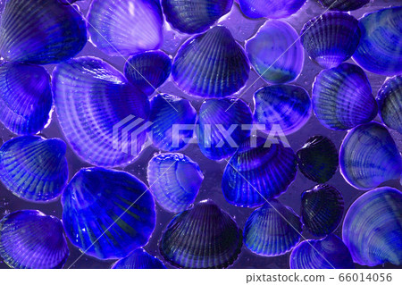 Different sizes sea shells and in deep water 66014056