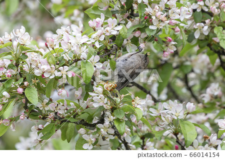American bushtit bird 66014154