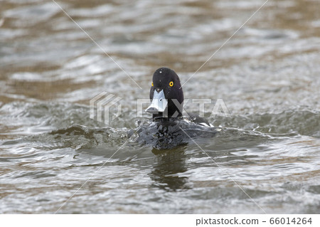 male tufted duck 66014264