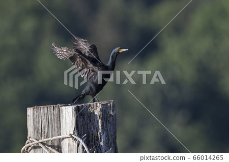 double crested cormorant 66014265