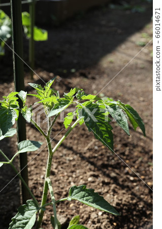 Tomatoes at home garden Tomatoes at home garden 66014671