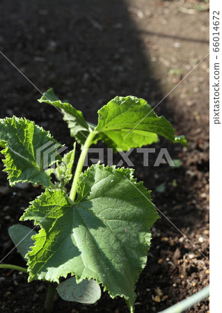 Cucumber at home garden Cucumber at home garden 66014672