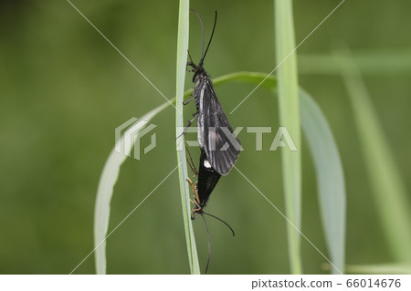 犀鳥交配  犀鳥交配 66014676